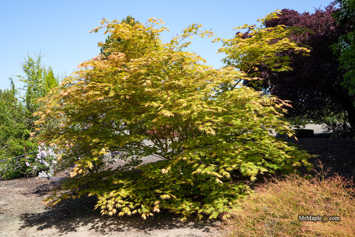 Acer shirasawanum 'Sensu' Full Moon Japanese Maple