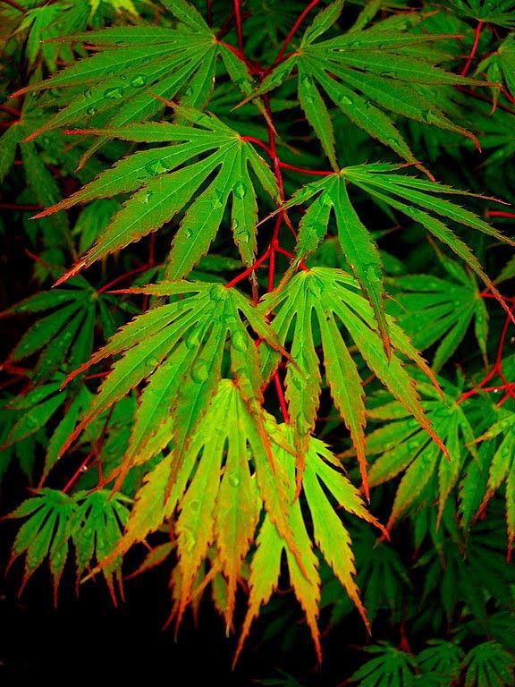- Acer shirasawanum 'Sensu' Full Moon Japanese Maple - Mr Maple │ Buy Japanese Maple Trees