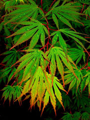 - Acer shirasawanum 'Sensu' Full Moon Japanese Maple - Mr Maple │ Buy Japanese Maple Trees