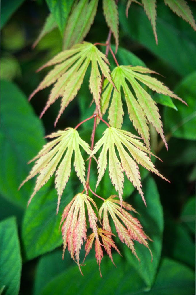 - Acer shirasawanum 'Sensu' Full Moon Japanese Maple - Mr Maple │ Buy Japanese Maple Trees
