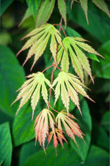 - Acer shirasawanum 'Sensu' Full Moon Japanese Maple - Mr Maple │ Buy Japanese Maple Trees