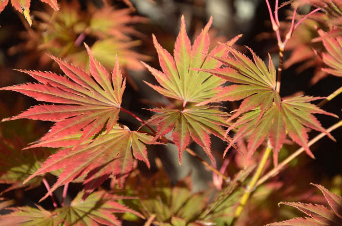 - Acer shirasawanum 'Sensu' Full Moon Japanese Maple - Mr Maple │ Buy Japanese Maple Trees
