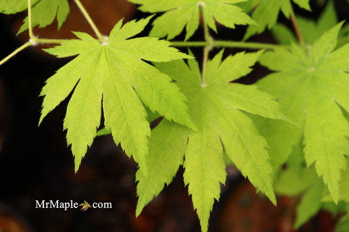 - Acer sieboldianum 'Ookisha' Japanese Maple - Mr Maple │ Buy Japanese Maple Trees