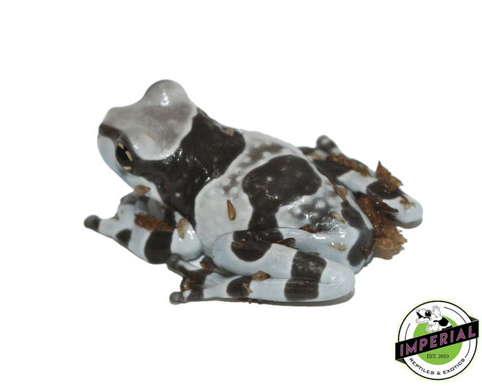 amazon milk frog for sale, buy amphibians online
