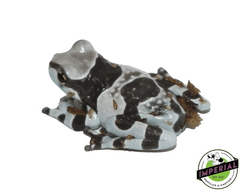 amazon milk frog for sale, buy amphibians online