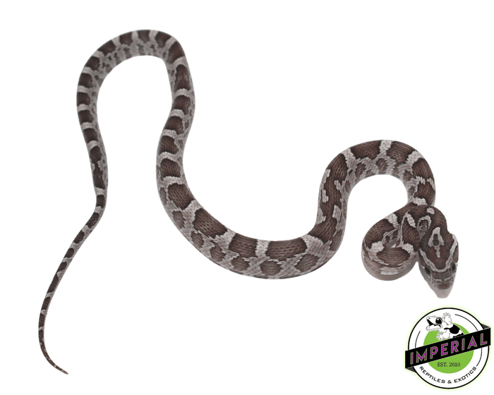 anery corn snake for sale, buy reptiles online