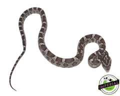 anery corn snake for sale, buy reptiles online