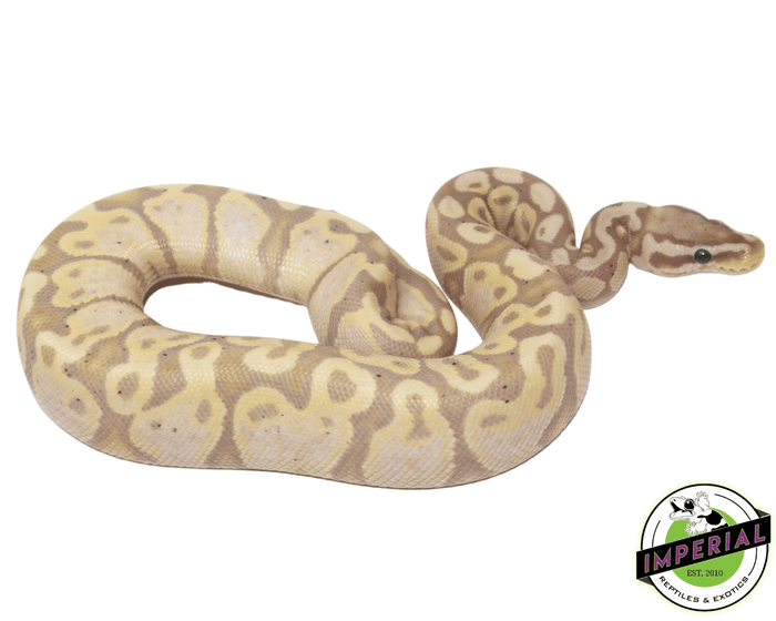 banana pastel ball python for sale, buy reptiles online