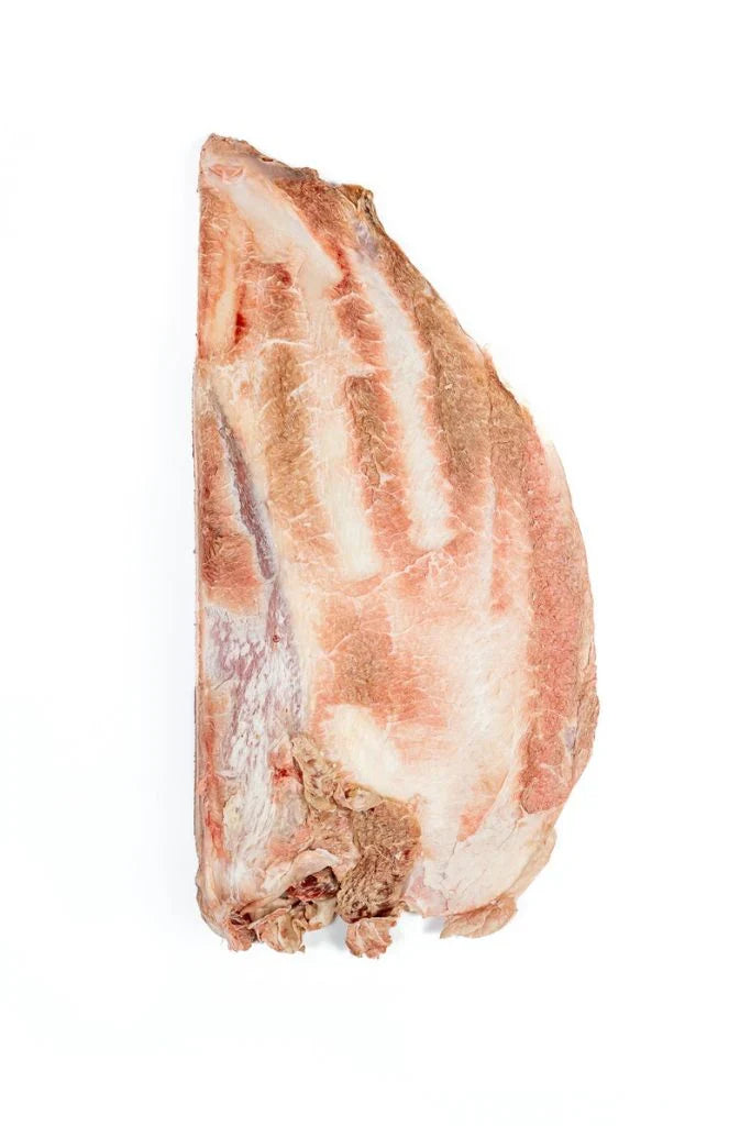 Bison Scapula