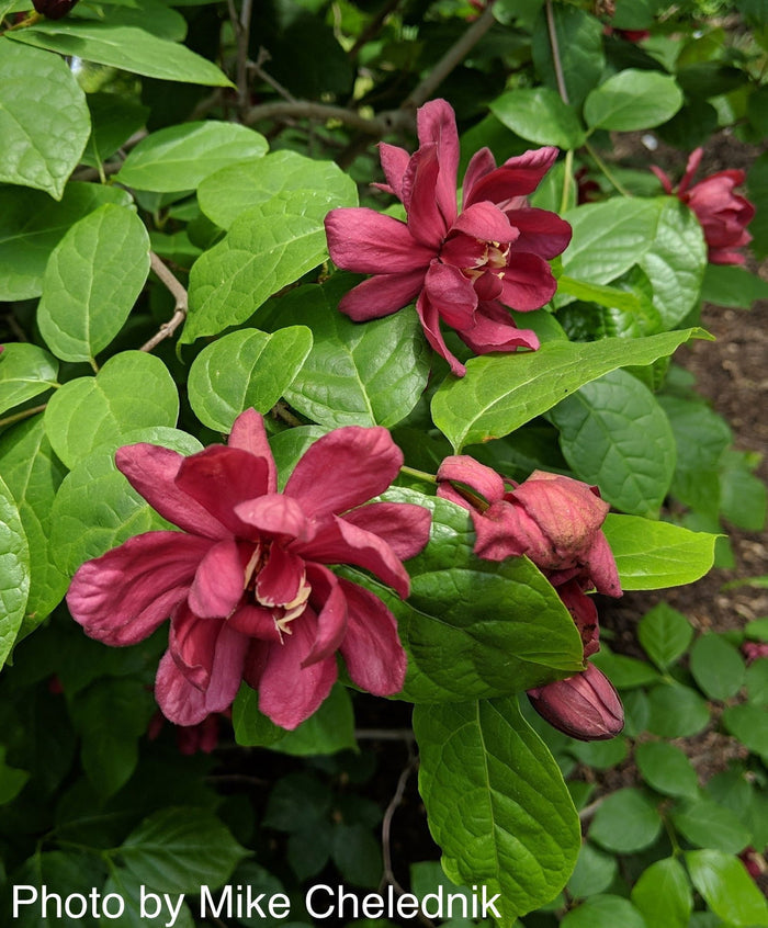 - Calycanthus raulstonii 'Hartlage Wine' Sweetshrub - Mr Maple │ Buy Japanese Maple Trees
