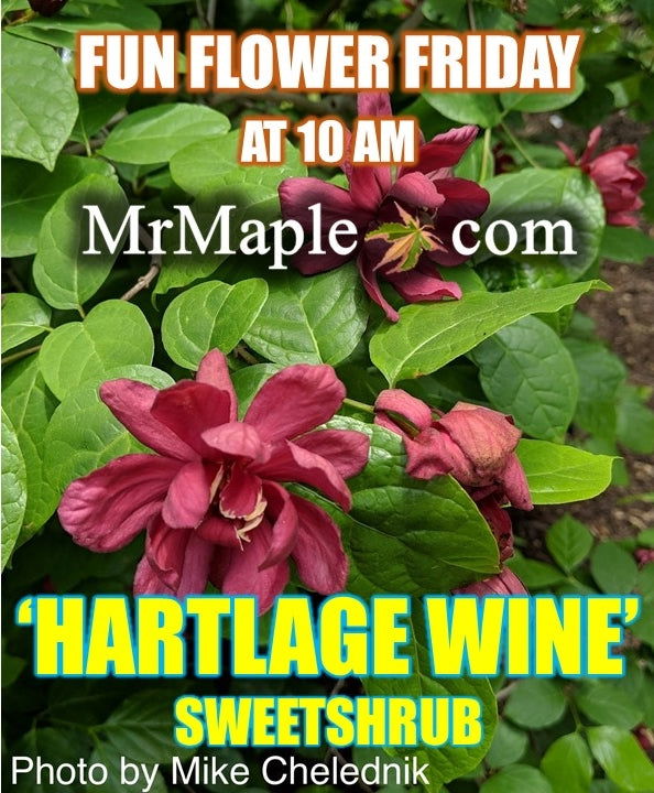 - Calycanthus raulstonii 'Hartlage Wine' Sweetshrub - Mr Maple │ Buy Japanese Maple Trees
