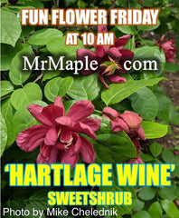 - Calycanthus raulstonii 'Hartlage Wine' Sweetshrub - Mr Maple │ Buy Japanese Maple Trees