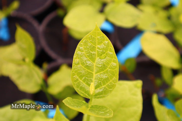 - Calycanthus raulstonii 'Hartlage Wine' Sweetshrub - Mr Maple │ Buy Japanese Maple Trees