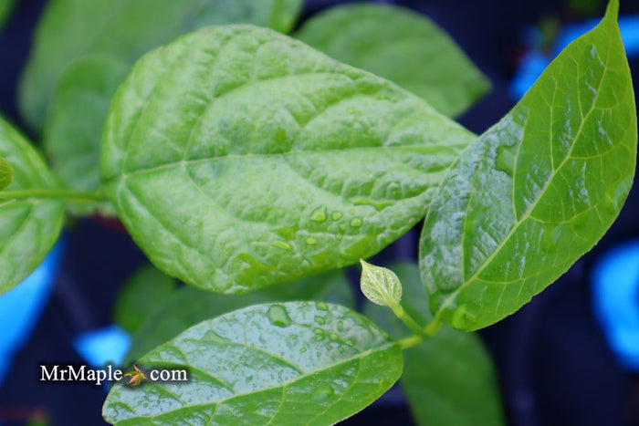 - Calycanthus raulstonii 'Hartlage Wine' Sweetshrub - Mr Maple │ Buy Japanese Maple Trees