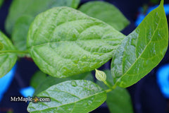 - Calycanthus raulstonii 'Hartlage Wine' Sweetshrub - Mr Maple │ Buy Japanese Maple Trees