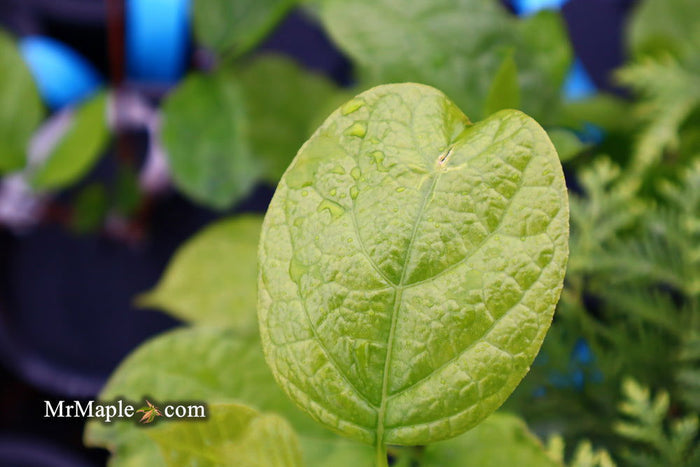 - Calycanthus raulstonii 'Hartlage Wine' Sweetshrub - Mr Maple │ Buy Japanese Maple Trees