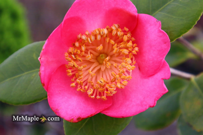 - Camellia japonica 'Miyako-no-haru' Pink Flowering Camellia - Mr Maple │ Buy Japanese Maple Trees