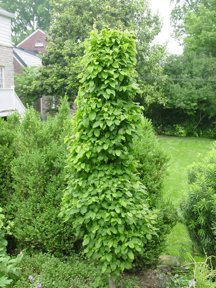 - Carpinus betulus 'Columnaris Nana’ Dwarf European Hornbeam - Mr Maple │ Buy Japanese Maple Trees