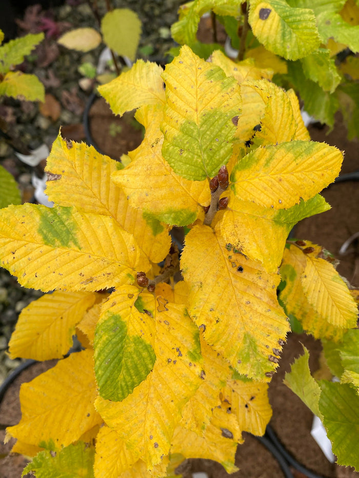 - Carpinus betulus 'Columnaris Nana’ Dwarf European Hornbeam - Mr Maple │ Buy Japanese Maple Trees