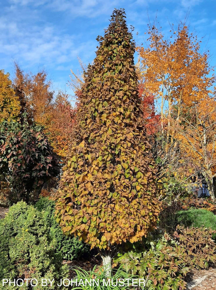 - Carpinus betulus 'Columnaris Nana’ Dwarf European Hornbeam - Mr Maple │ Buy Japanese Maple Trees