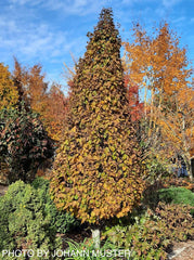 - Carpinus betulus 'Columnaris Nana’ Dwarf European Hornbeam - Mr Maple │ Buy Japanese Maple Trees