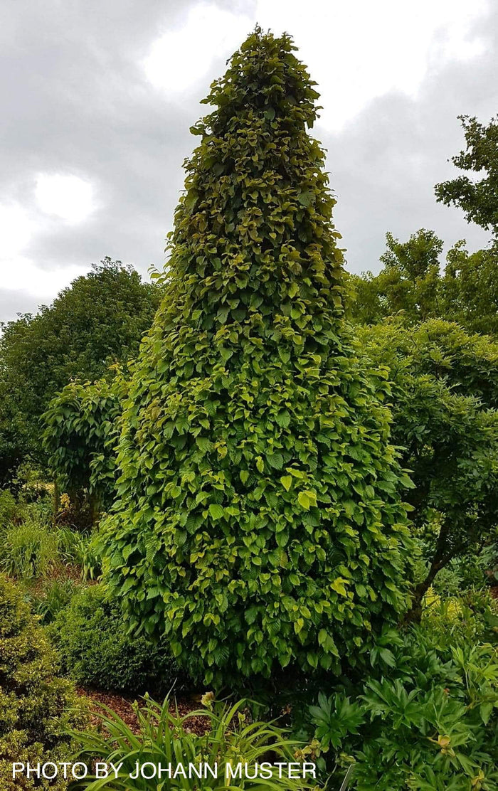 - Carpinus betulus 'Columnaris Nana’ Dwarf European Hornbeam - Mr Maple │ Buy Japanese Maple Trees