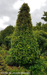 - Carpinus betulus 'Columnaris Nana’ Dwarf European Hornbeam - Mr Maple │ Buy Japanese Maple Trees