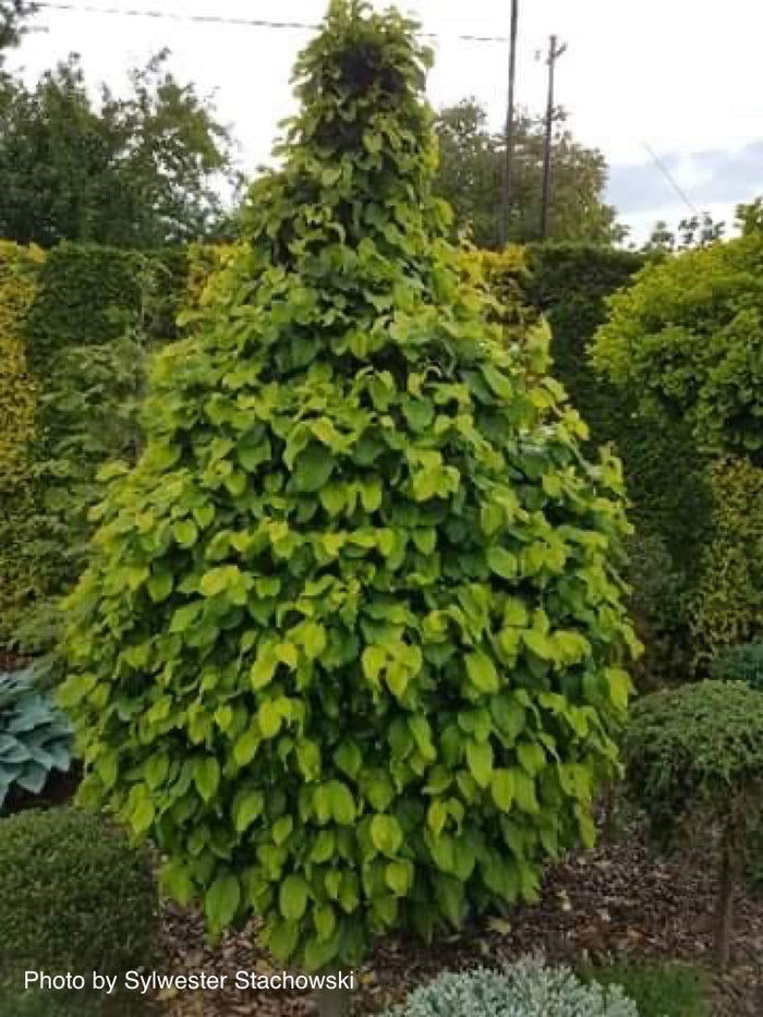 - Carpinus betulus 'Columnaris Nana’ Dwarf European Hornbeam - Mr Maple │ Buy Japanese Maple Trees