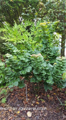 - Cercis canadensis 'Little Woody' Dwarf Layering Redbud Tree - Mr Maple │ Buy Japanese Maple Trees