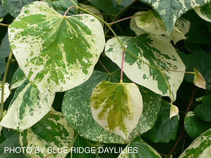 - Cercis canadensis 'Whitewater' Weeping Redbud Tree - Mr Maple │ Buy Japanese Maple Trees