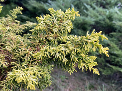 - Chamaecyparis obtusa 'Kamaeni hiba’ Golden Hinoki Cypress - Mr Maple │ Buy Japanese Maple Trees