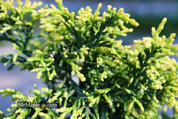 - Chamaecyparis obtusa 'Kamaeni hiba’ Golden Hinoki Cypress - Mr Maple │ Buy Japanese Maple Trees