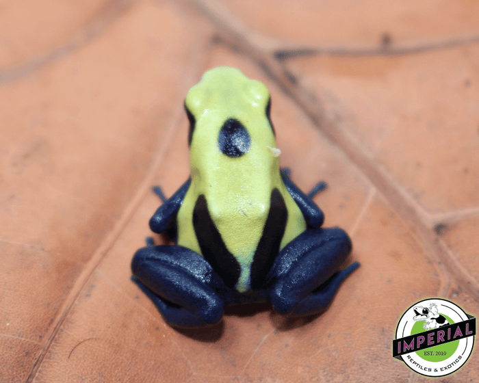 Citronella poison dart frog for sale, buy amphibians online