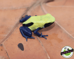 Citronella poison dart frog for sale, buy amphibians online