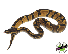 enchi ball python for sale, buy reptiles online