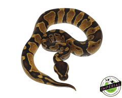 enchi ball python for sale, buy reptiles online