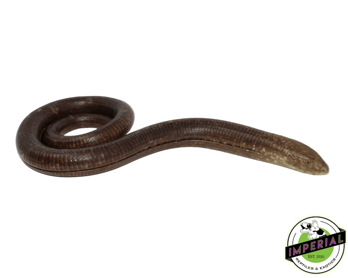 legless lizards for sale, buy reptiles online