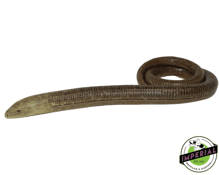 legless lizards for sale, buy reptiles online