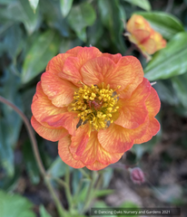 Perennials ~ Geum 'Alabama Slammer', Avens ~ Dancing Oaks Nursery and Gardens ~ Retail Nursery ~ Mail Order Nursery