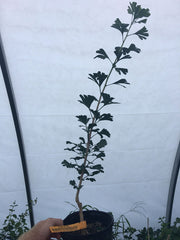 - Ginkgo biloba 'Barabit's Fastigiata' Columnar Ginkgo Tree - Mr Maple │ Buy Japanese Maple Trees