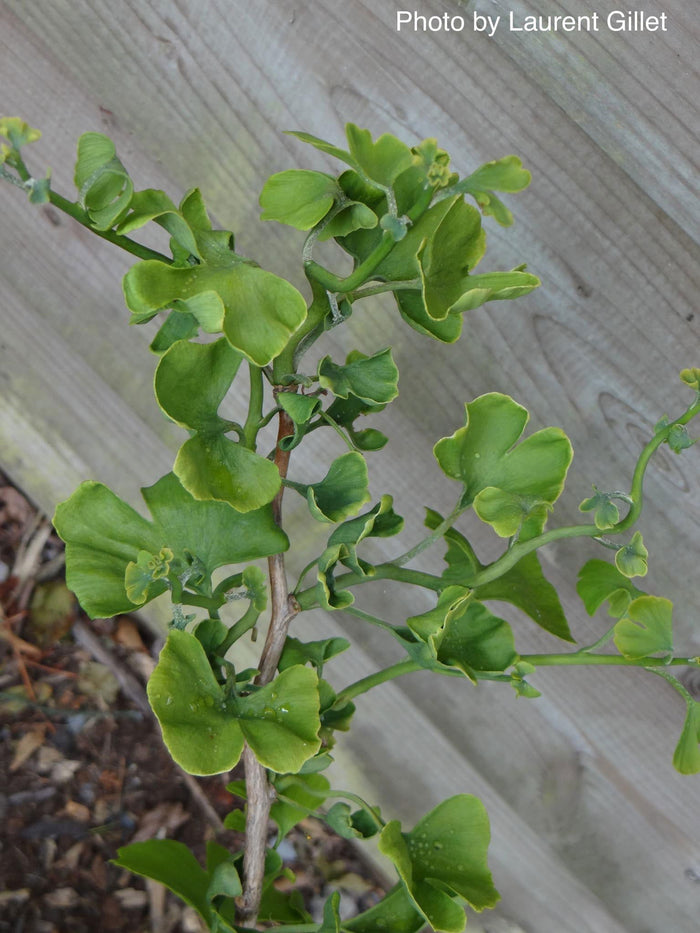 - Ginkgo biloba 'BZN' Contorted Ginkgo Tree - Mr Maple │ Buy Japanese Maple Trees