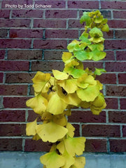- Ginkgo biloba 'BZN' Contorted Ginkgo Tree - Mr Maple │ Buy Japanese Maple Trees