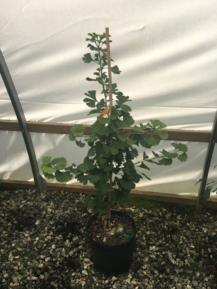 - Ginkgo biloba 'Elmwood W.B.' Dwarf Male Ginkgo Tree - Mr Maple │ Buy Japanese Maple Trees