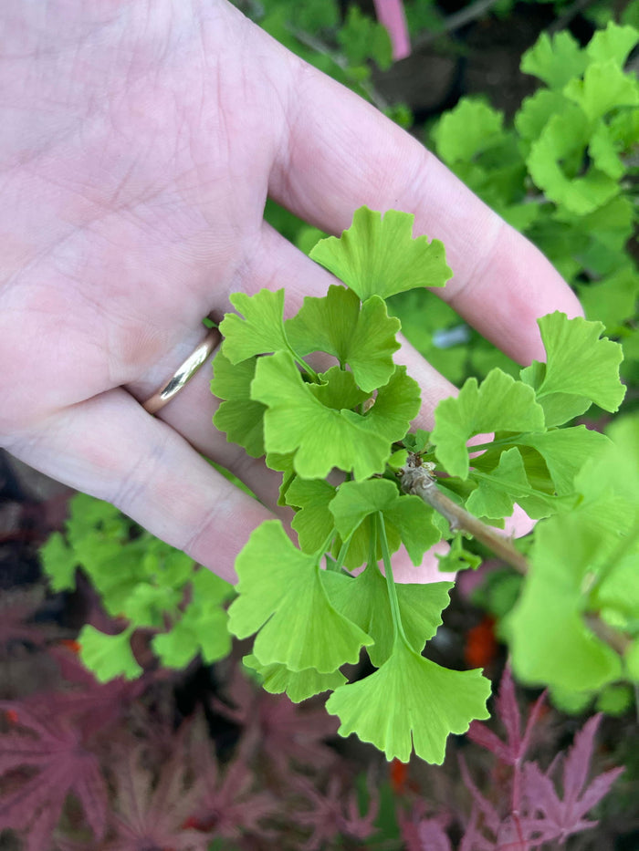 - Ginkgo biloba 'Folkert's Select' Male Small Leaf Ginkgo Tree - Mr Maple │ Buy Japanese Maple Trees