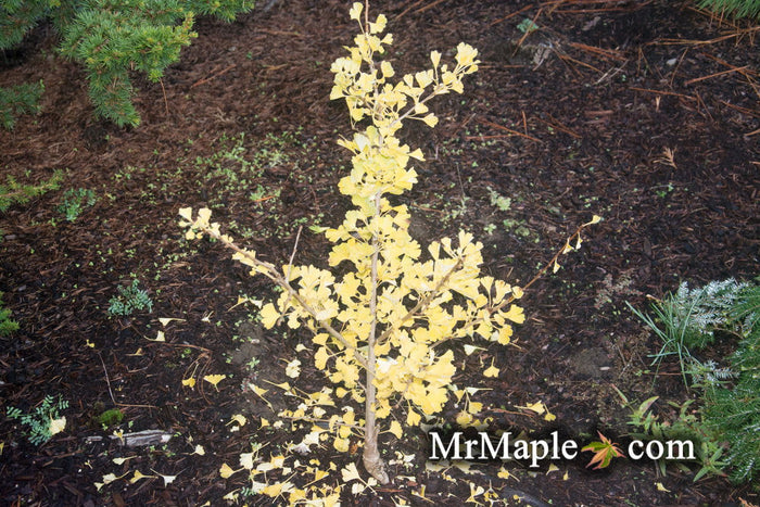- Ginkgo biloba 'Folkert's Select' Male Small Leaf Ginkgo Tree - Mr Maple │ Buy Japanese Maple Trees