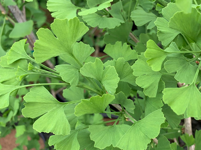 - Ginkgo biloba 'Folkert's Select' Male Small Leaf Ginkgo Tree - Mr Maple │ Buy Japanese Maple Trees