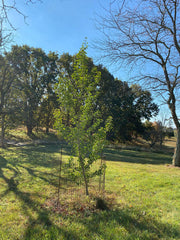 - Ginkgo biloba 'George Lewis' Male Ginkgo Tree - Mr Maple │ Buy Japanese Maple Trees