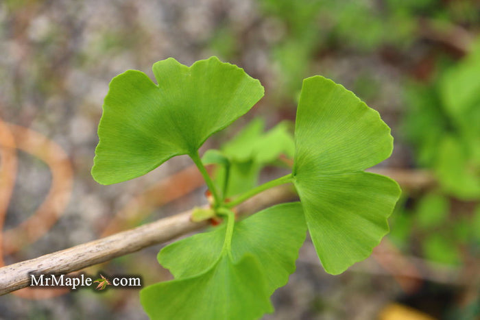 - Ginkgo biloba 'Girard's Spreader' Dwarf Spreading Male Ginkgo Tree - Mr Maple │ Buy Japanese Maple Trees
