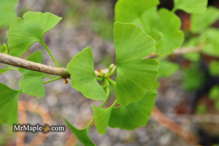 - Ginkgo biloba 'Girard's Spreader' Dwarf Spreading Male Ginkgo Tree - Mr Maple │ Buy Japanese Maple Trees