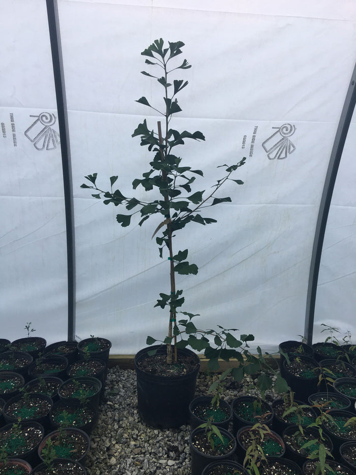 - Ginkgo biloba 'Golden Girl' Female Tall Fruiting Ginkgo Tree - Mr Maple │ Buy Japanese Maple Trees